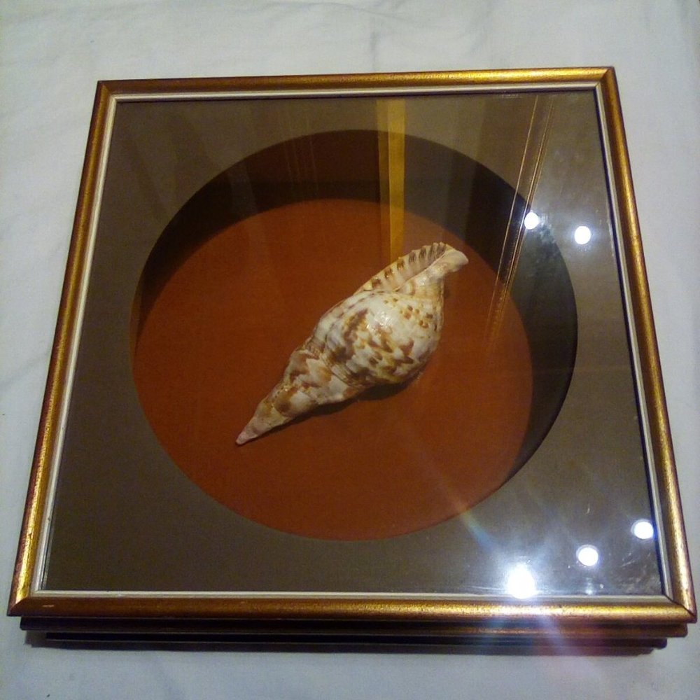 Vintage Triton's Trumpet Seashell in wooden display frame